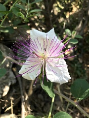 Capparis zoharyi