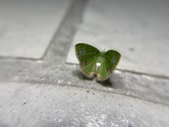 Comibaena subdelicata