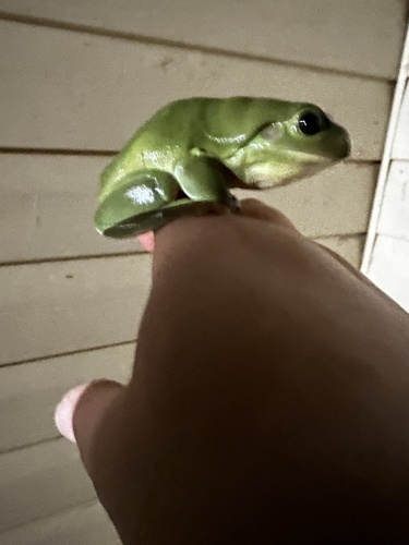 Green Tree Frog