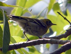 Peucedramus taeniatus