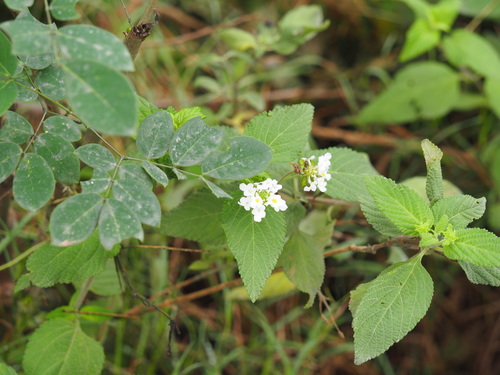 Lantana velutina