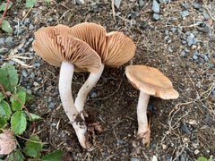 Cortinarius vagabundus