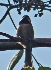 Poecile sclateri