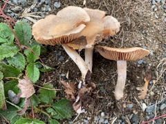 Cortinarius vagabundus