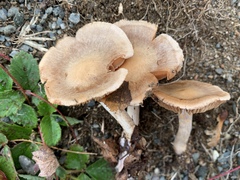 Cortinarius vagabundus