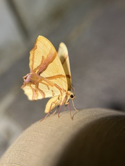 Trotocraspeda divaricata