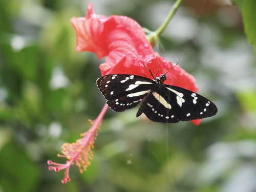 Elzunia pavonii