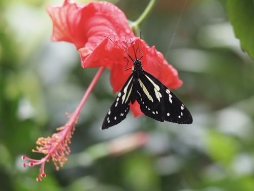 Elzunia pavonii