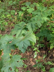 Rubus alceifolius