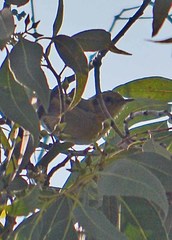 Peucedramus taeniatus