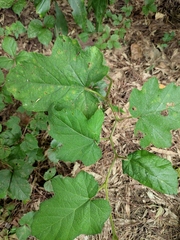 Rubus alceifolius