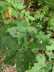 Rubus alceifolius