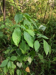 Mussaenda shikokiana