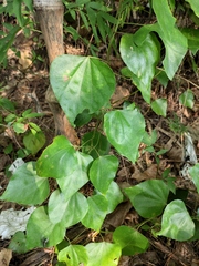 Pericampylus glaucus