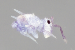 Ptenothrix renateae