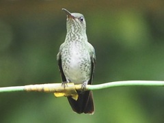 Taphrospilus hypostictus