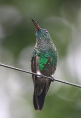 Saucerottia cyanifrons