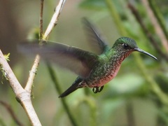 Taphrospilus hypostictus