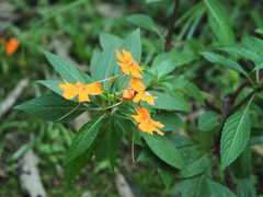 Impatiens hawkeri