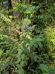 Artemisia anomala