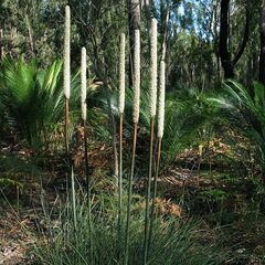 Xanthorrhoea concava