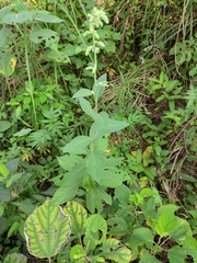 Artemisia anomala