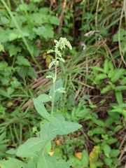 Artemisia anomala