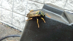 Polistes dominula