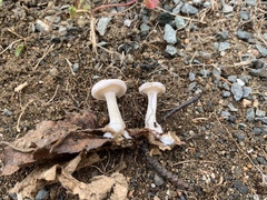 Leucocybe candicans