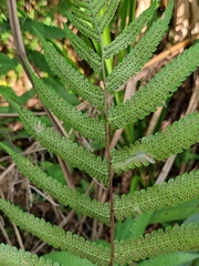 Christella acuminata