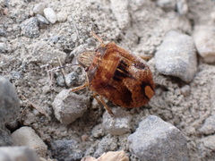 Homaemus aeneifrons