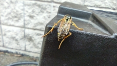 Polistes dominula