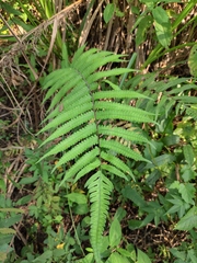 Christella acuminata