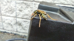 Polistes dominula