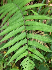 Christella acuminata