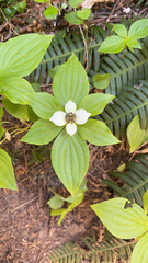 Cornus unalaschkensis
