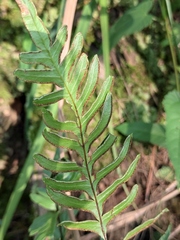 Pteris semipinnata