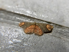 Metallaxis semiustus