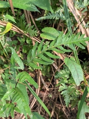 Pteris semipinnata