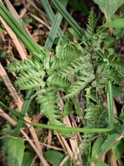 Pteris semipinnata