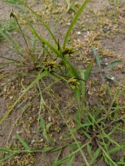 Cyperus schweinitzii