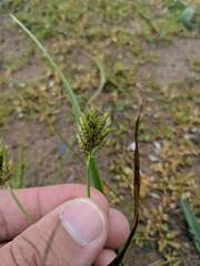 Cyperus schweinitzii