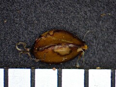 Cyperus schweinitzii