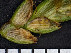 Cyperus schweinitzii