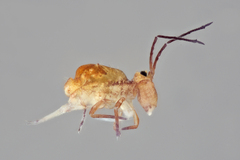 Ptenothrix atra