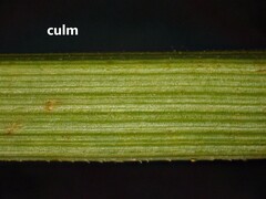 Cyperus schweinitzii