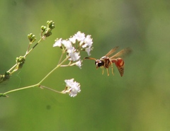 Eumenes americanus