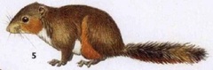 Red-Hipped Squirrel photo 3