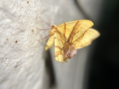 Trotocraspeda divaricata