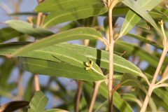 Eucalyptus doratoxylon